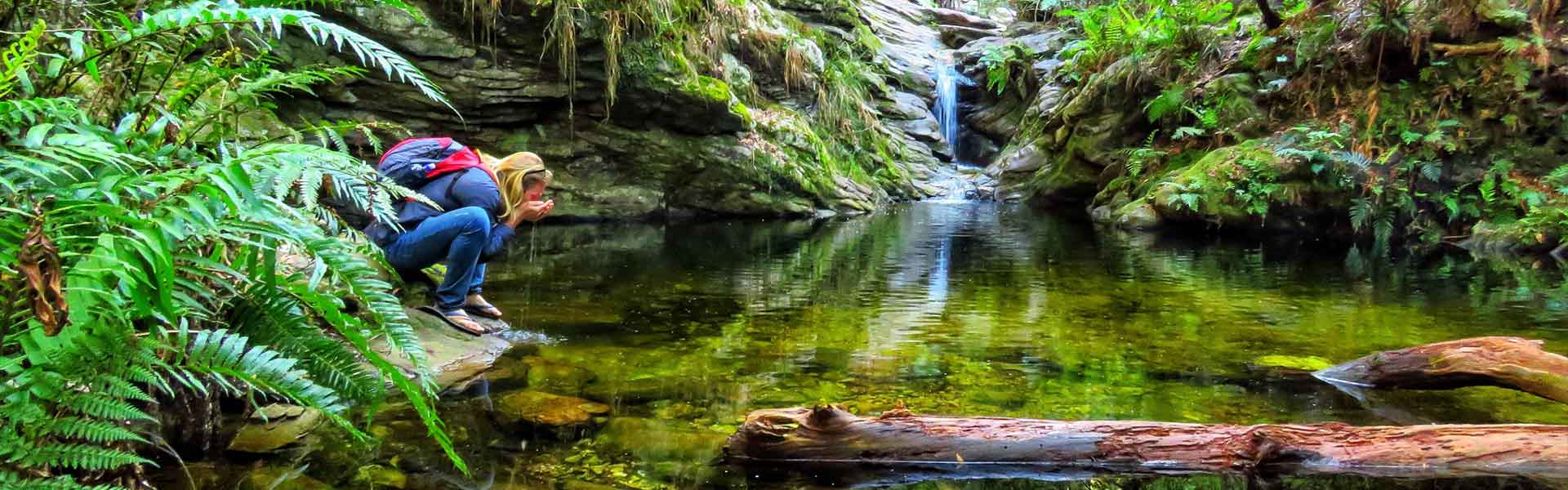 nature-banner